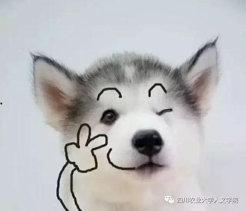 狗狗最新爆料文案搞笑图片,搞笑图片背后的秘密大揭秘!