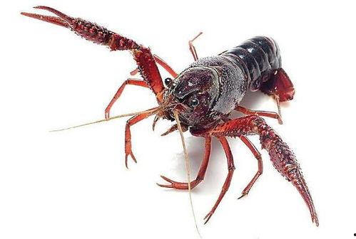 龙虾最新爆料视频,揭秘幕后真相,带你走进神秘世界